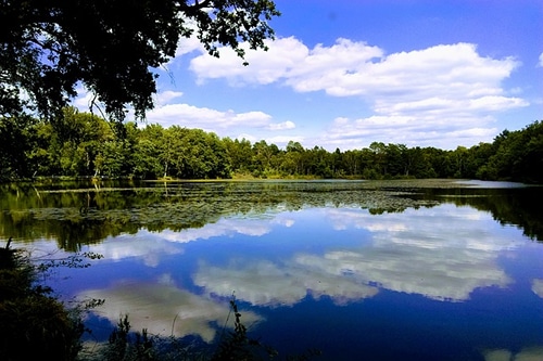 Photo d'un étang de Sologne pour illustrer l'importance de la nature dans les environs d'Orléans dans le Val de Loire, France.