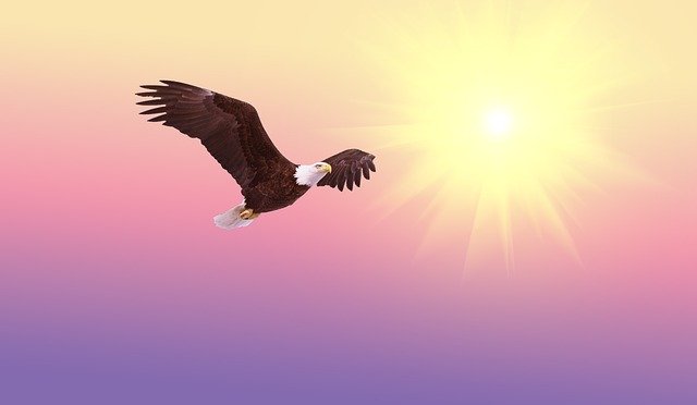 Aigle volant vers le soleil pour illustrer la visite Orléans cathédrale ésotrique.