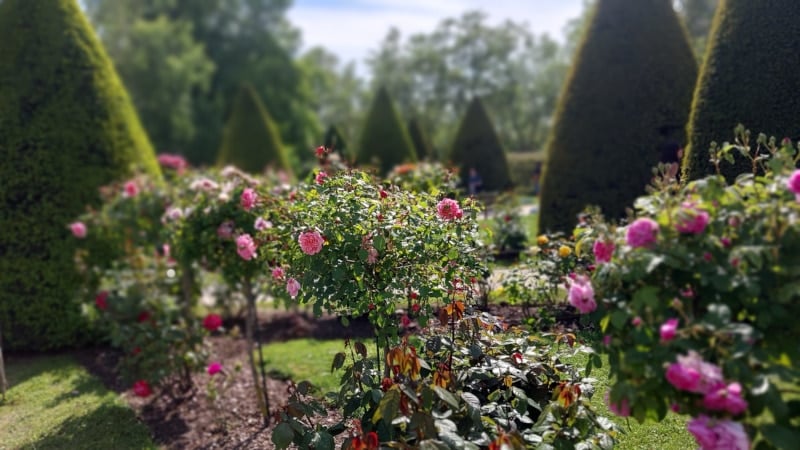 Rose bushes with topiaries in the background - Rodin Museum - Paris - France