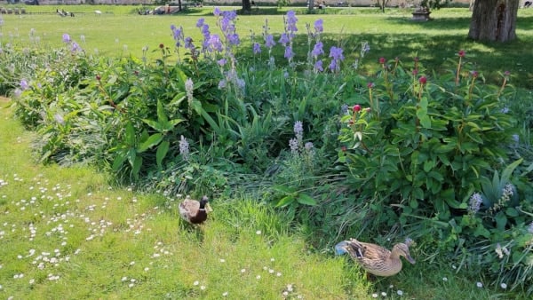 Tuileries Garden - Grand Carre area - Detail of blue irises with ducks in the first ground - Spring, May.