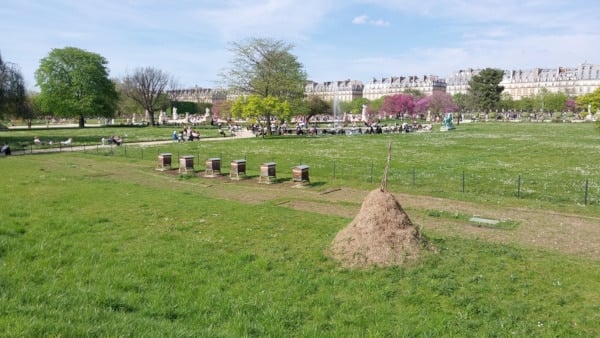 Tuileries Garden - Grand Carré - Beehives - Spring, April.