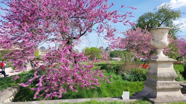 Tuileries Garden Grand Carre - former 19th C. private garden limit - Judas trees in full bloom with their purple flowers - April 12th 2024_Broaden-horizons.fr