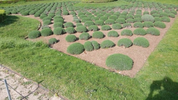 Tuileries Garden - Lavenders in the Octogonal Basin area - April 12th 2024 - Broaden-horizons.fr