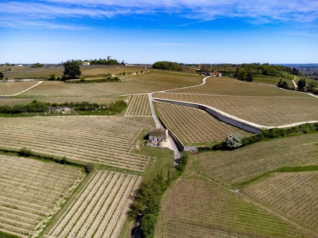 A serene vineyard in the Bordeaux region, with rows of grapevines stretching into the distance