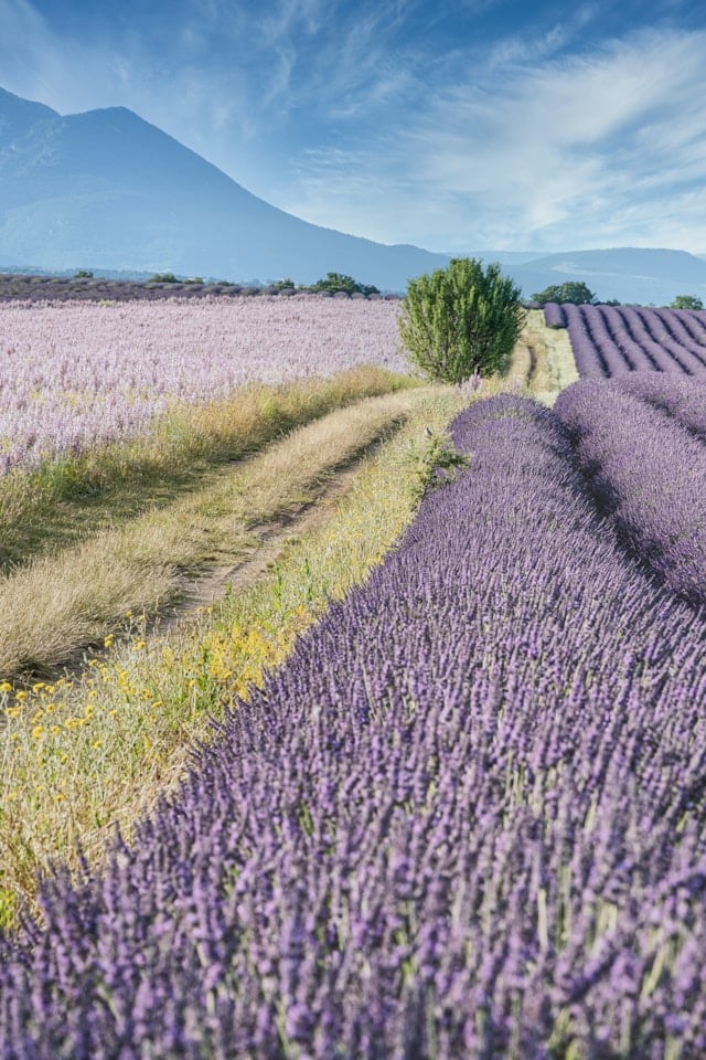 A field of lavender with a mountain in the background. Valensole, Provence, France